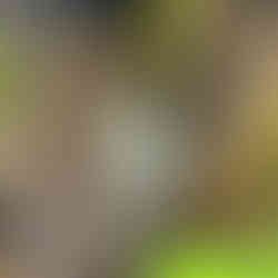 Close-up of a young Gerbera daisy flower bud covered in fine hairs, emerging from the base of fuzzy stems.