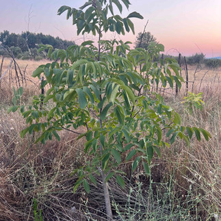 Common walnut sapling with green compound leaves standing in dry grass at dusk, with a soft pink sky behind.