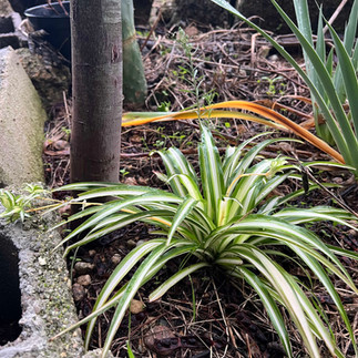 Close-up of a spider plant with long, arching striped leaves growing at the base of a small tree in a garden with dry twigs and aloe-like plants.