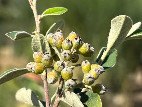 Detail of milkflower cotoneaster fruiting spurs showing downy leaves and tight clusters of immature berries.