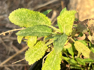 Close-up of Salvia nemorosa ‘Blauhügel’ leaves shows wrinkled, pale-mottled green blades in a black pot.