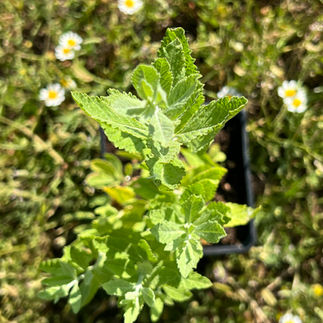Top view of Russian sage foliage, with bright green serrated leaves above a black pot among grass and daisies.