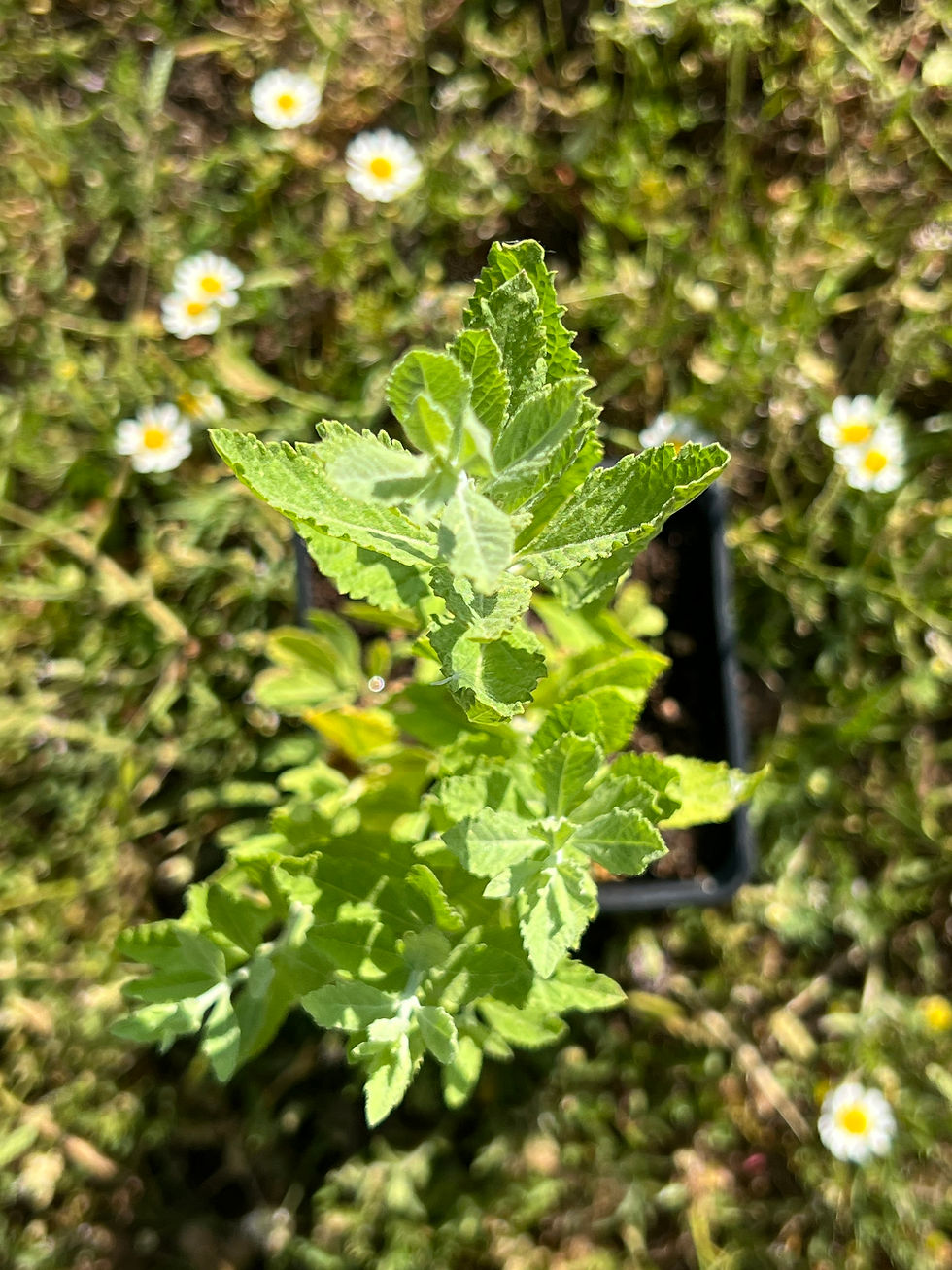 Overhead close-up of Perovskia atriplicifolia leaves, showing textured edges and soft green growth.