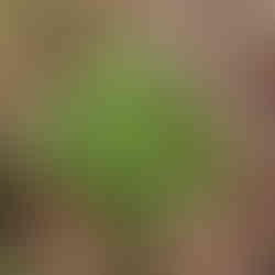 Top view of a potted feverfew plant with dense green, lobed leaves spreading across the soil surface.