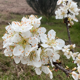Cluster of white blossoms on a Prunus domestica ‘Golden Globe’ plum branch with orange stamens, photographed in early spring above a grassy orchard meadow.