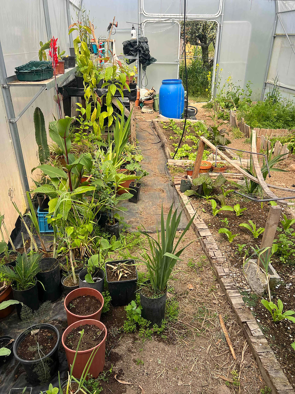 Greenhouse aisle with raised vegetable beds, potted plants, seedlings, and a blue water barrel near the entrance.