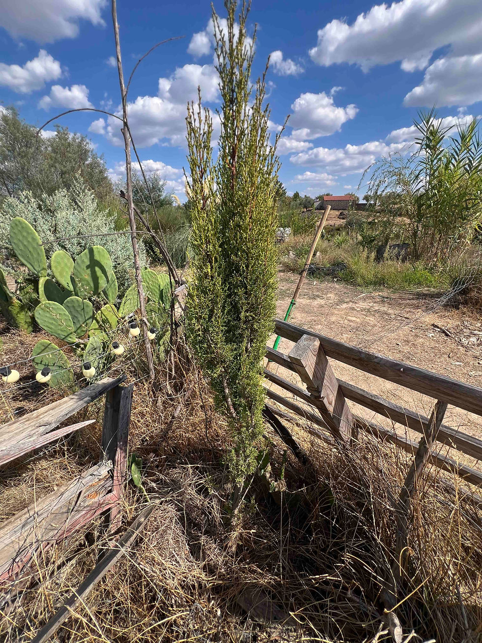 A tall, narrow Mediterranean cypress stands at the left gate beside prickly pear and wooden fencing.
