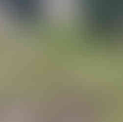 Young Prunus domestica ‘Golden Globe’ plum tree with small clusters of white blossoms growing in tall grass in a meadow orchard.