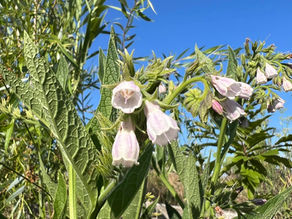 Cluster of drooping tubular blooms on a hairy-stemmed Comfrey, framed by lance-shaped leaves and bamboo-like foliage in the background.