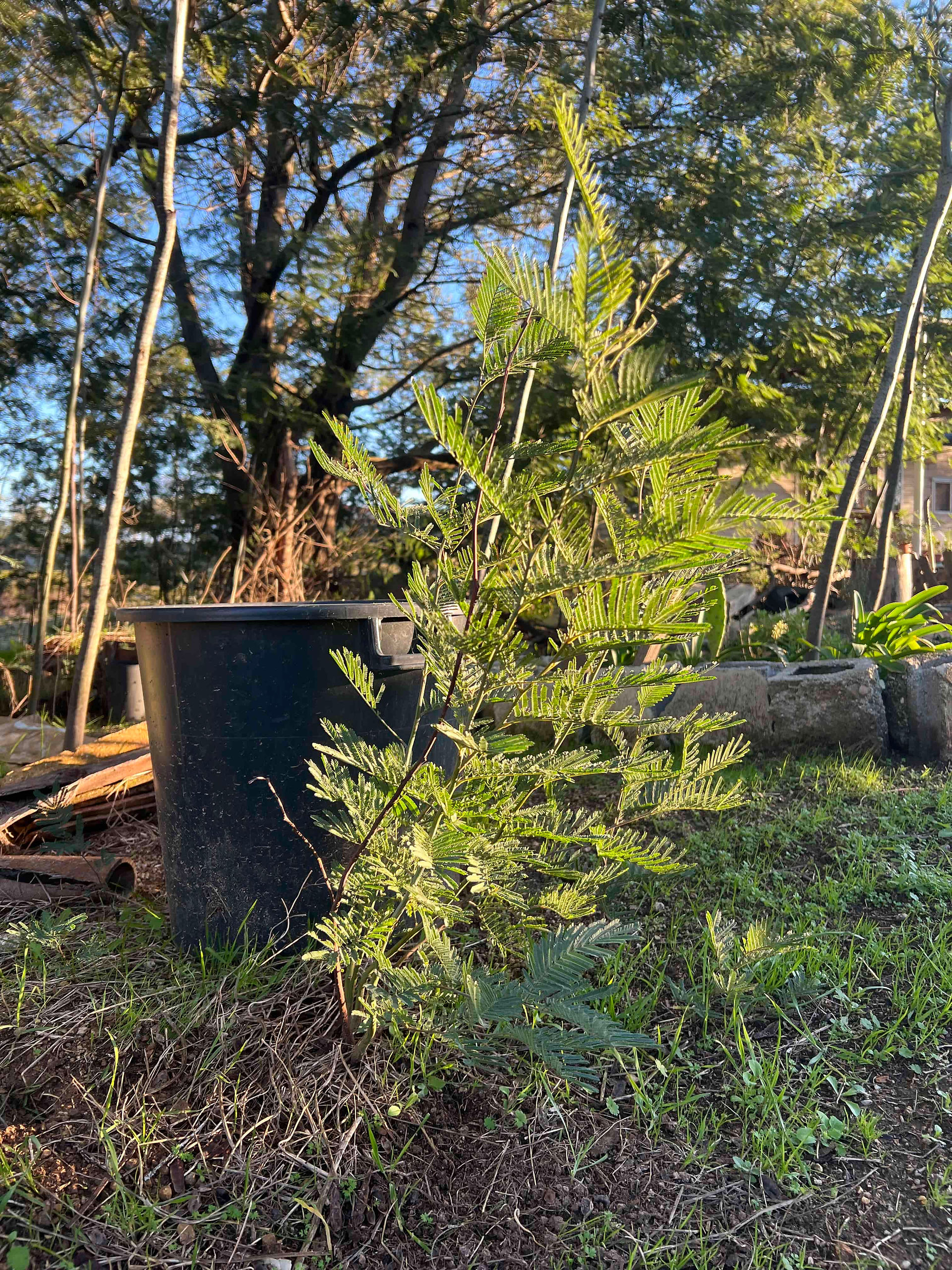 Acacia dealbata sapling with delicate, feathery foliage growing next to a black plastic pot in a garden area.