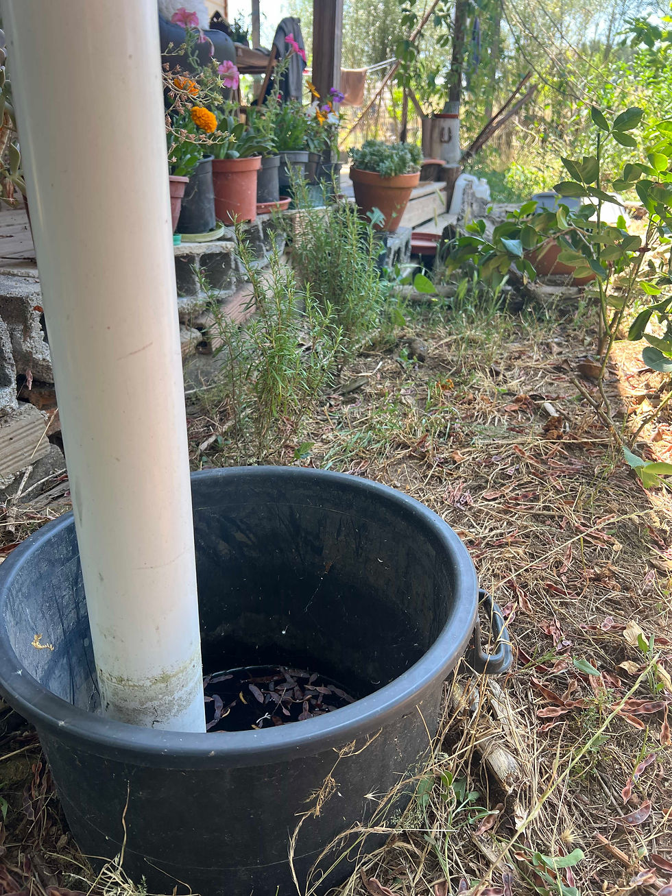 A black bucket collecting water from a vertical pipe under a gutter, set in a garden with potted plants and greenery.