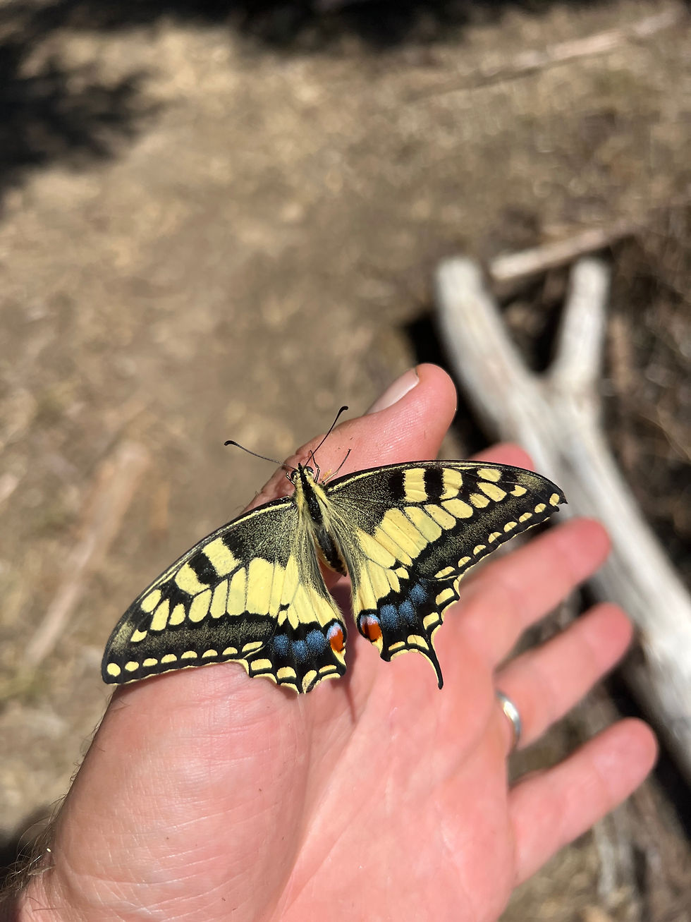 Close-up of a swallowtail butterfly with intricately patterned wings, calmly resting on Herman Kraut's fingers against a blurred forest floor.
