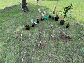 A collection of labeled potted and bare-root tree saplings arranged for planting on a grassy area, with olive trees and sheep in the background.