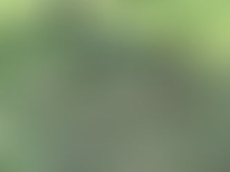 A collection of labeled potted and bare-root tree saplings arranged for planting on a grassy area, with olive trees and sheep in the background.