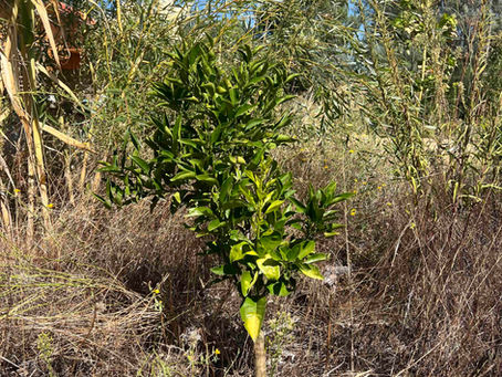 Small Dom Joao orange sapling in a weedy, sun-dried patch of ground, surrounded by wild vegetation.