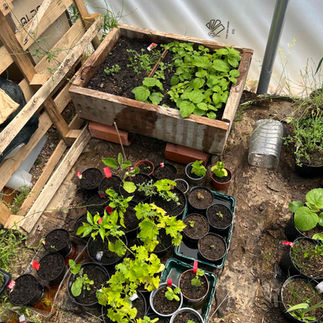 Indoor greenhouse setup with a wooden seedling bed and multiple potted Paulownia tomentosa plants arranged for propagation.