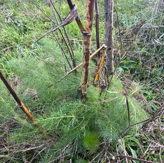 Florence fennel growing in a grassy area surrounded by bare or pruned woody stems in a natural planting.