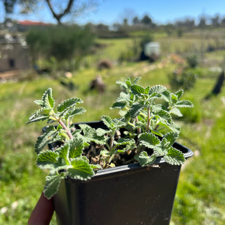 Herman Kraut holding a small black pot with Nepeta ‘Six Hills Giant’, showing soft green, serrated leaves against a blurred garden landscape.