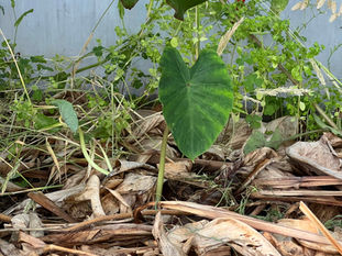 Colocasia esculenta (Taro)