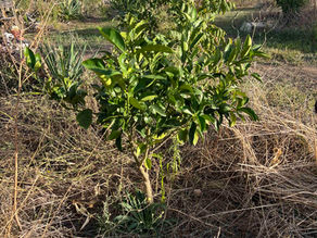 Sapling Verde Doce orange tree in a field of brown grasses and weeds, with a path and scattered plantings under a blue sky.