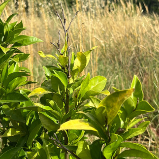 Close-up of Citrus sinensis foliage with yellowing leaves and dry twig tips among tall grasses in sunlight.