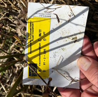 White plastic plant label with a yellow European passport certification sticker and handwritten “Star,” shown in a person’s hand amid straw and soil.