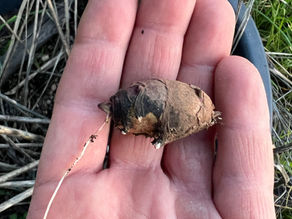 Herman Kraut's hand holding a single small tuber of Helianthus tuberosus with remnants of root fibers.