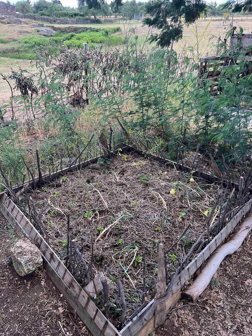 Rustic raised plot under Mimosa trees, filled with straw mulch and new plantings, enclosed by a low twig fence.