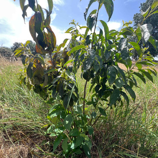 Low-angle view of a young avocado tree with glossy leaves, some bronzed foliage, and tall grass under a bright blue sky.