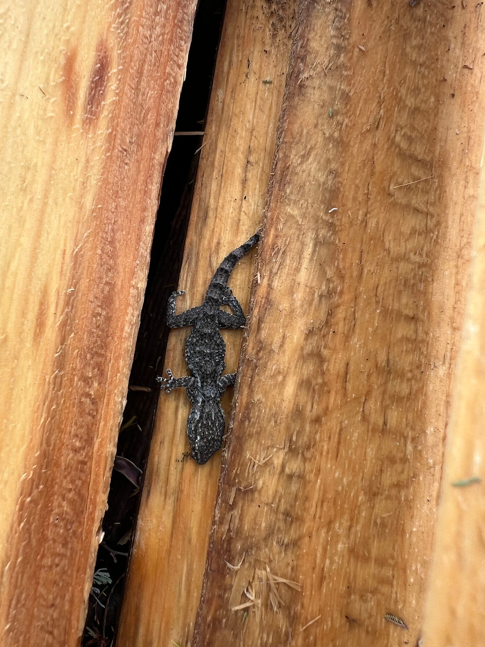 Moorish Gecko clings head-down to rough wooden boards, showing mottled grey skin, a banded tail, and splayed adhesive toes.