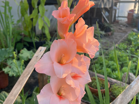 Peach Gladiolus × hybridus blossoms open along a green stem, with blurred greenhouse benches and plants in the background.