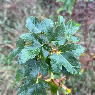A close-up view of the vibrant green, lobed leaves of an Italian Maple (Acer opalus), glistening slightly from recent rain.