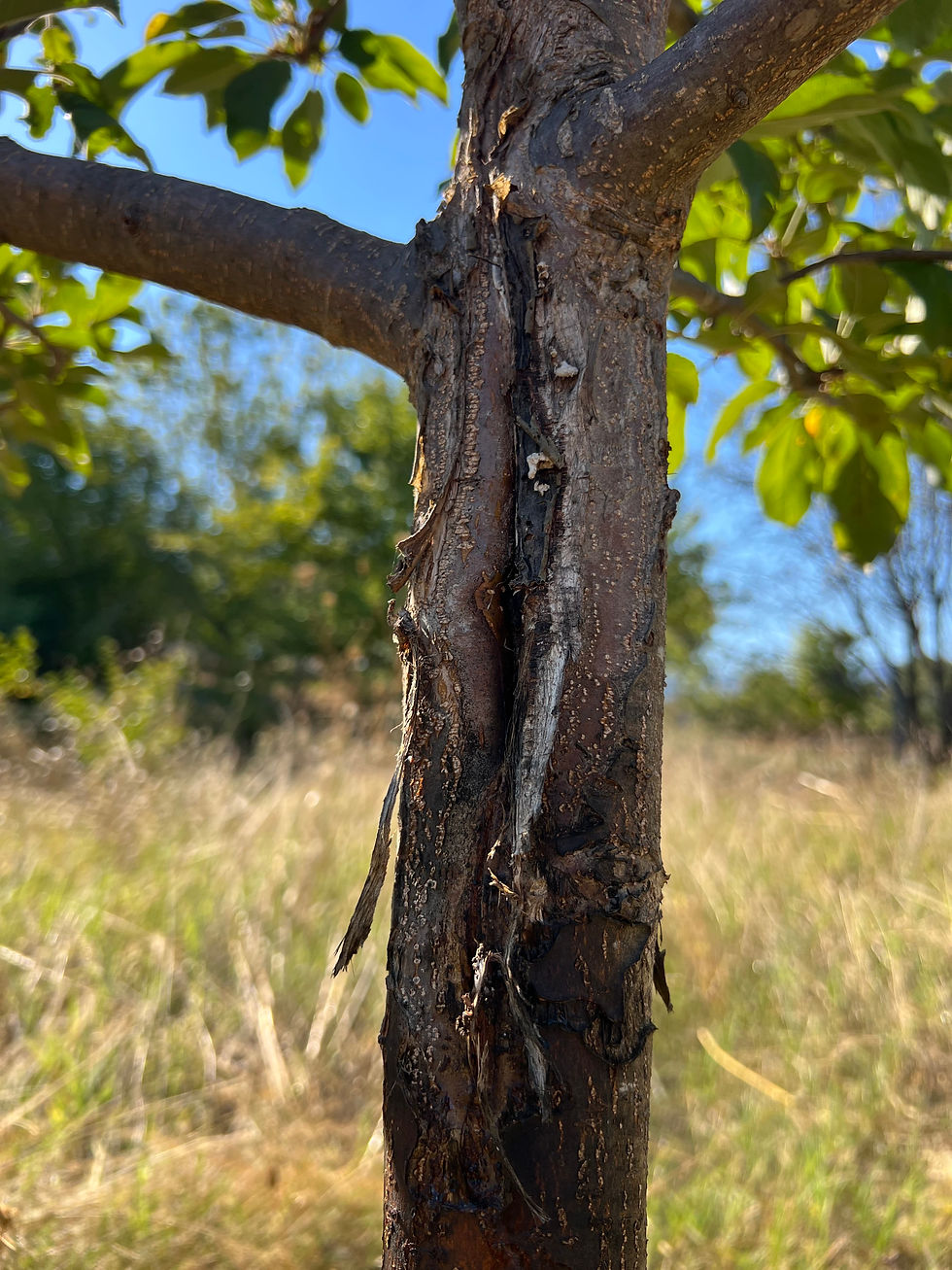 Damaged Apple Gala bark shows a long wound and loose strips on a branching stem against blue sky.