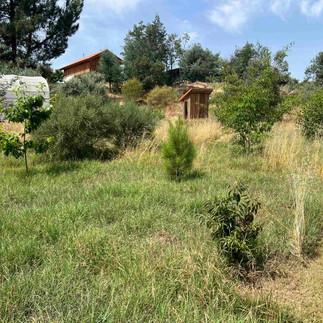Seed-grown avocado tree growing in a grassy food forest with shrubs, young trees, a greenhouse, and wooden sheds on a slope.