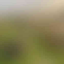 A permaculture garden plot edged by a makeshift branch fence, with orange wildflowers and a stacked‐pallet water tank in the middleground.