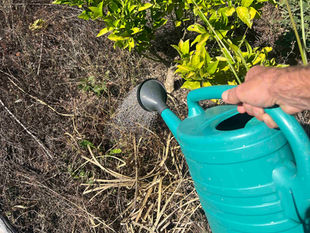 Young citrus tree being watered in a dry garden bed, with bright foliage and surrounding dry stems.