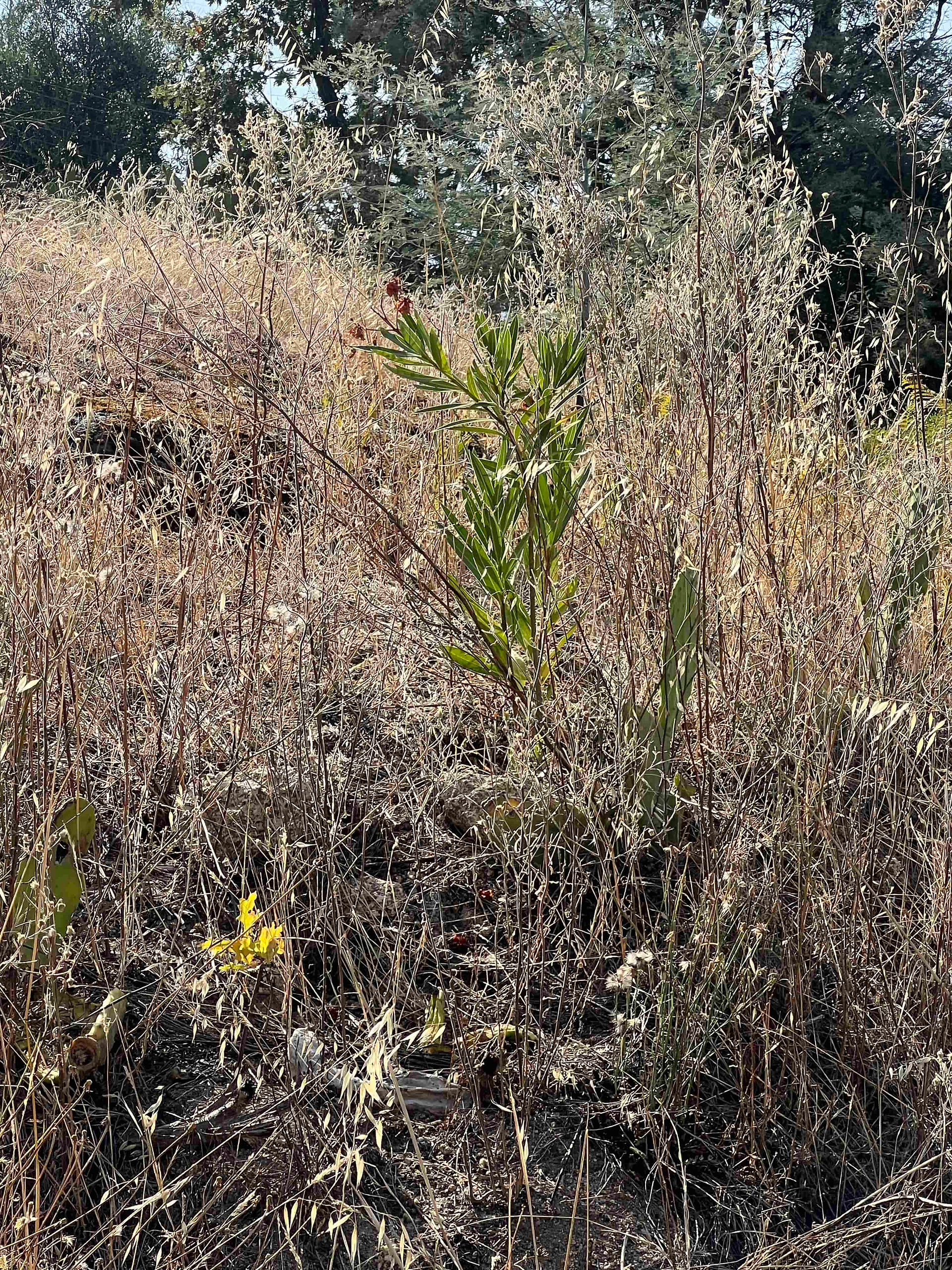 Red oleander shrub with upright leaves and flower buds rising above dry grasses, wildflowers, and cactus pads.