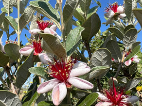 Blooming Acca sellowiana branch showing multiple star-like blossoms and felted, gray-green foliage in sunlight.