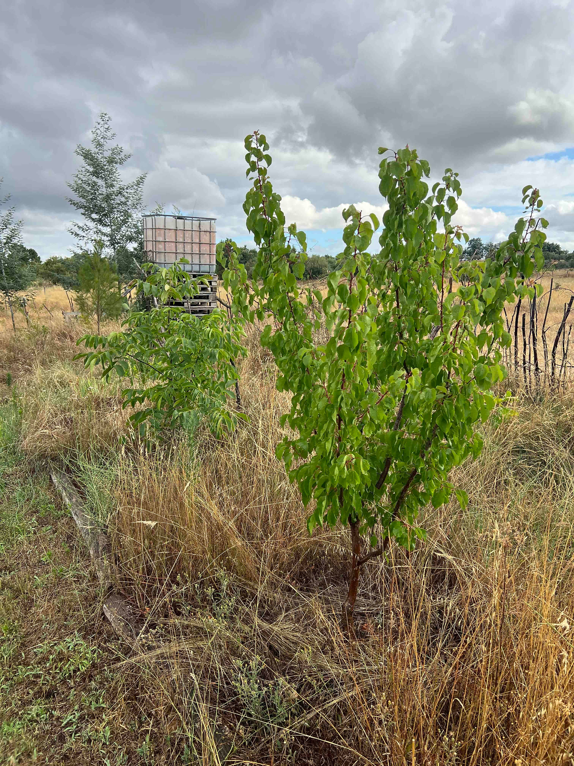 Juglans regia sapling with compound leaves beside another Apricot fruit tree in a dry field under heavy clouds.