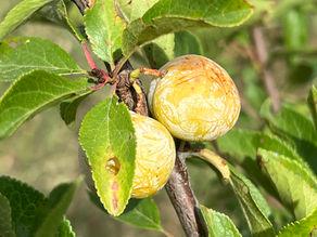 Prunus domestica subsp. syriaca (Mirabelle Plum)