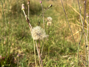 A white spherical Dandelion seed head stands among thin reddish stems, small buds, and sunlit yellow-green grasses in a blurred field.