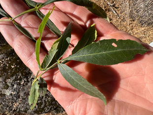 Compound Fraxinus angustifolia leaves rest across Herman Kraut's palm, with dry soil and a rock in the background.