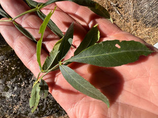Compound Fraxinus angustifolia leaves rest across Herman Kraut's palm, with dry soil and a rock in the background.