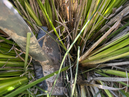 Garden spade splitting dense Chrysopogon zizanioides base for propagation.