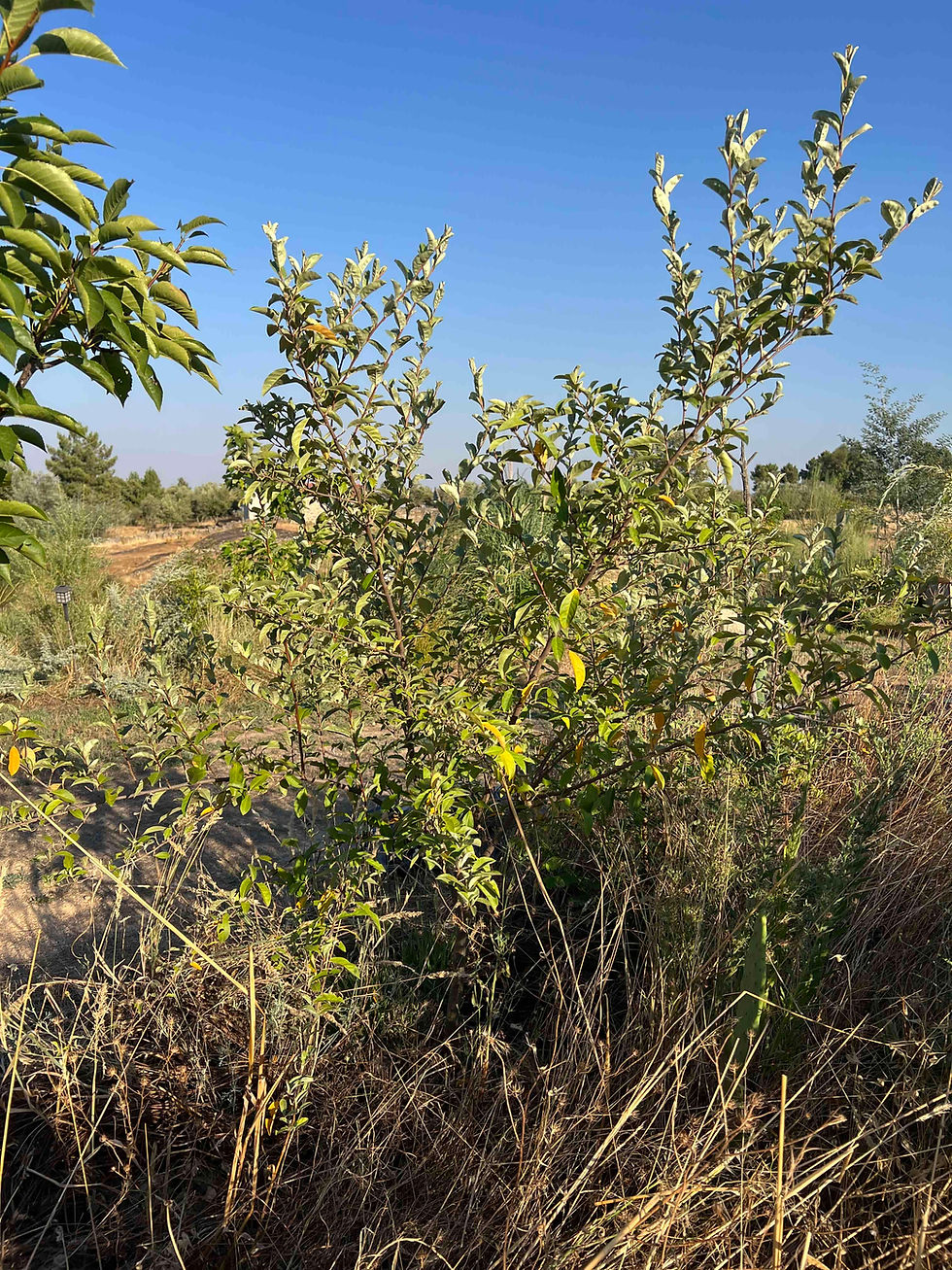 Elaeagnus multiflora, gumi, forms an open shrub with silvery-green oval leaves and a few yellowing ones.