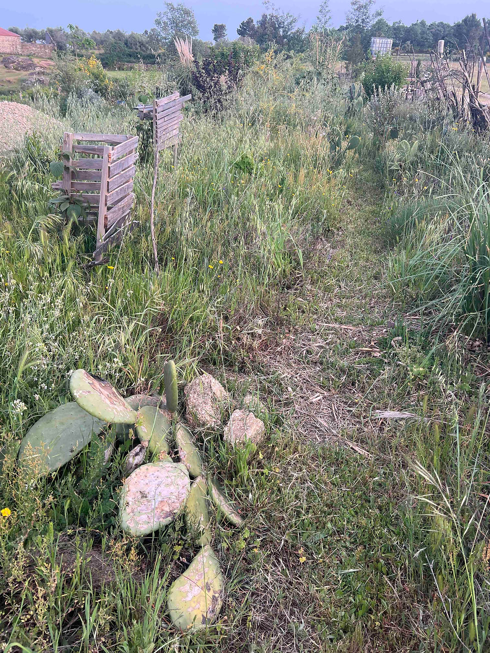 Narrow grassy path through a wild garden with a cactus cluster in the foreground and simple wooden structures to the side.