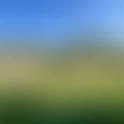 Orchard with newly planted Prunus avium ‘Earlise’ saplings spaced across a field with mixed grass and shrubs.