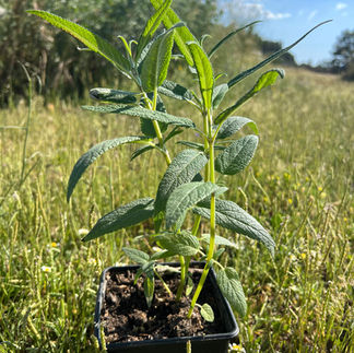 Salvia leucantha Danielle's Dream in a black pot, with upright stems and narrow green leaves in a grassy field.