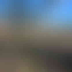 Buddleja davidii shrub growing in a field beside a young Acacia tree and prickly pear cactus in dry grass.