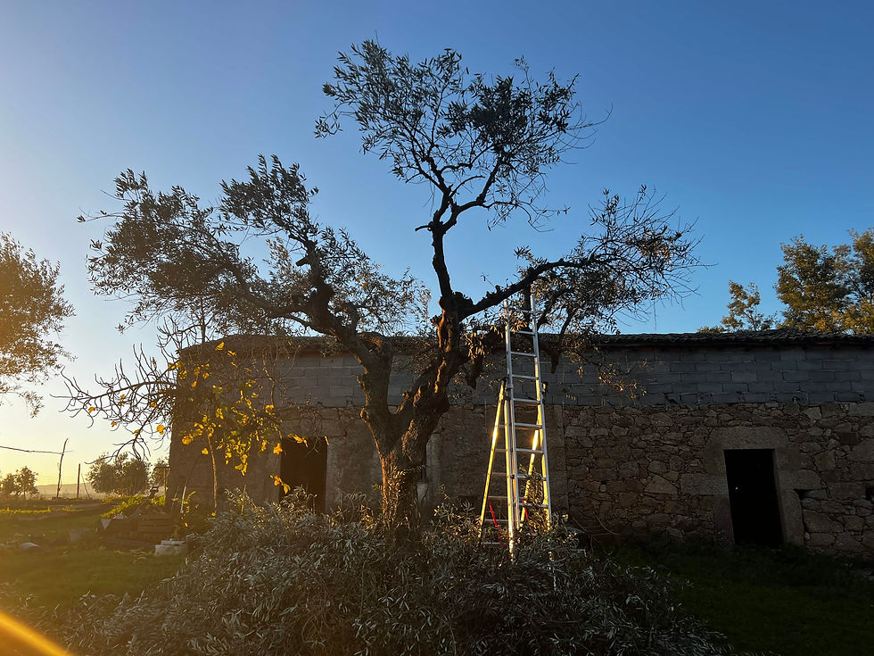 Olive tree with trimmed branches beside a ladder and pile of cut foliage, lit by low evening sun.